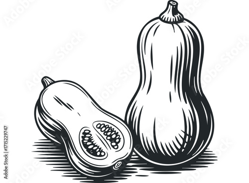 Butternut squash half sliced showing seeds and whole fruit. Vector hand drawn