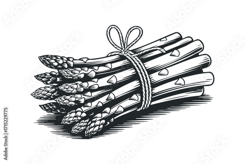 Bunch of fresh asparagus spears tied with twine. Vector hand drawn