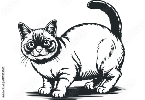Black and white linocut style cat illustration on transparent background. Vector hand drawn