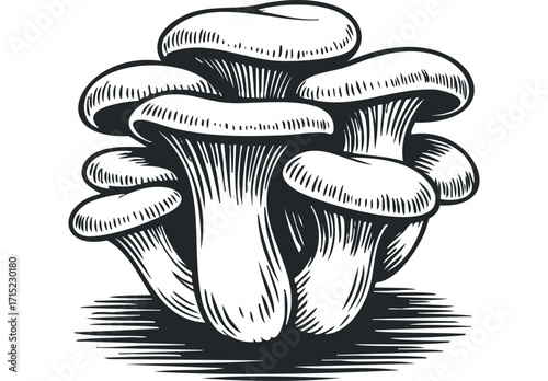 Line art of clustered oyster mushrooms on a transparent background. Vector hand drawn