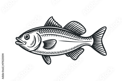Line Drawing of a Single Fish on a Transparent Background. Vector hand drawn