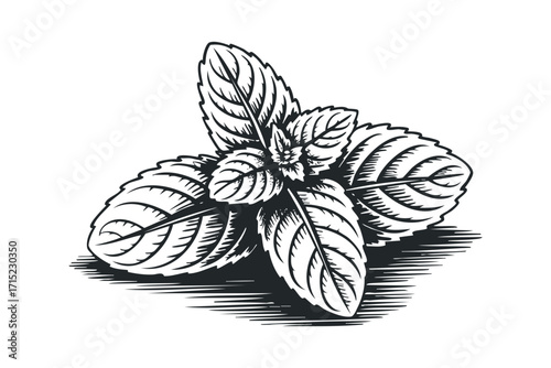 Line art engraving of fresh mint leaves on a transparent background. Vector hand drawn