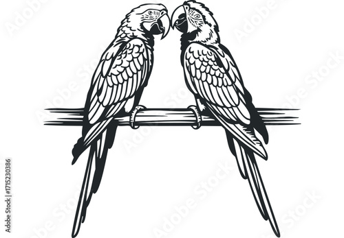 Two macaws perched together on a branch. Vector hand drawn