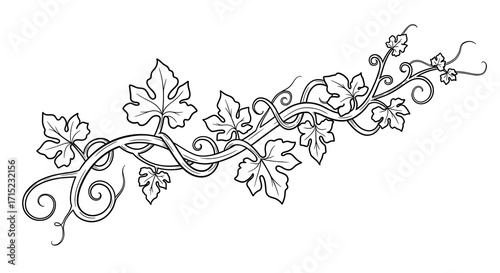 Elegant Vine with Leaves and Tendrils  Black and White with Vector Illustration.