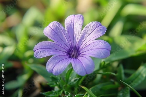 Close-up of a delicate purple flower with visible veins surrounded by green leaves in natural sunlight
