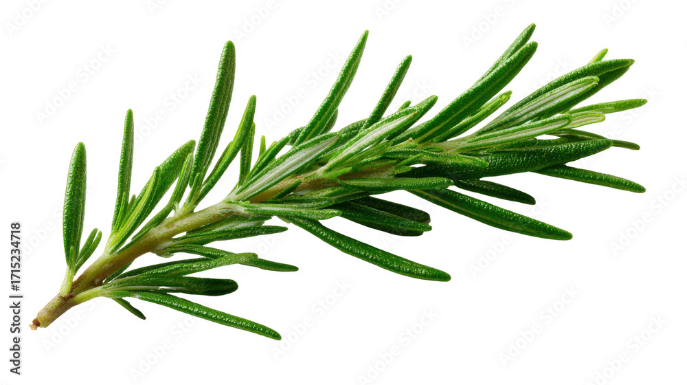 Fototapeta premium fresh rosemary on white background