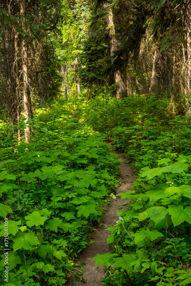 Fototapeta premium Logging Lake Trail Cuts through Huckleberry Bushes
