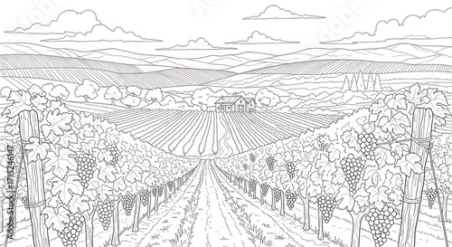 Vineyard landscape illustration