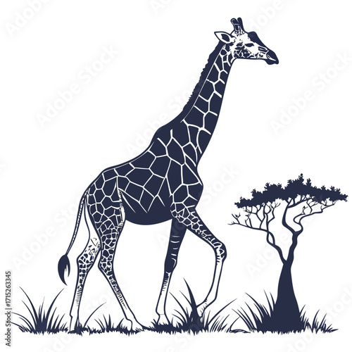Silhouette of a giraffe walking through the african savanna with a baobab tree and tall grass, the giraffes coat is patterned with polygonal spots