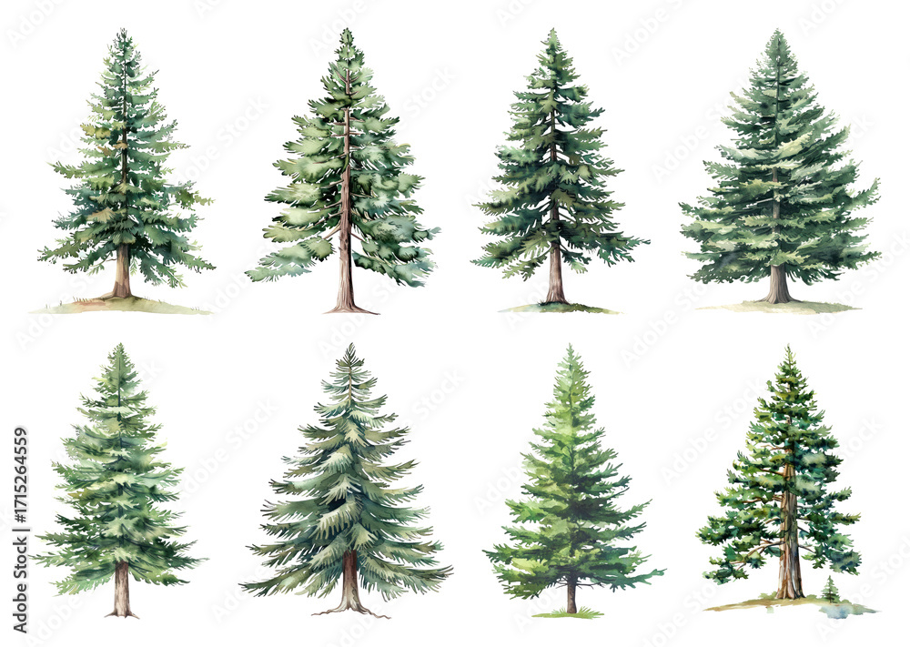 Obraz premium Watercolor evergreen tree illustrations.