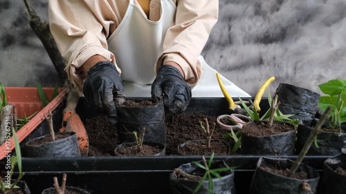 Hands wearing black gloves planting young seedlings in small black plastic bags with soil, gardening tools, and green plants, concept of gardening, plant care, agriculture, and eco-friendly lifestyle.