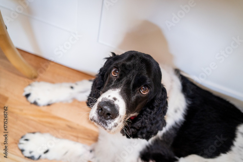 Black and white cocker spaniel dog, lying down on wooden floors