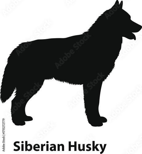 Siberian Husky silhouette vector, fluffy tail northern working dog profile, solid black shape in flat minimal style for logo, winter sports badge