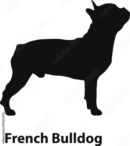 French Bulldog silhouette vector, compact companion dog profile with bat ears, solid black shape, modern minimal style