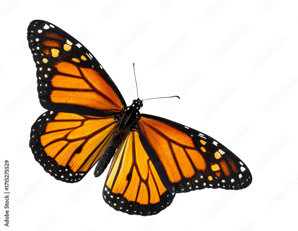 Obraz premium Side Profile of Monarch Butterfly in Flight, wings angled upward, isolated