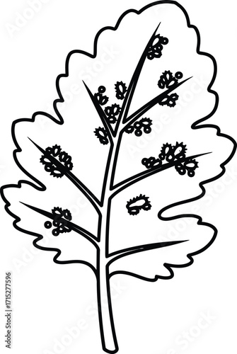 Illustration of egyptian spinach plant isolated on white background