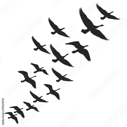 A flock of canada geese silhouettes flying in formation against a white background