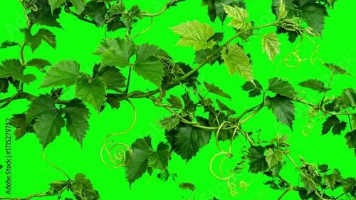 A green vine rapidly growing and twisting, extending its tendrils in a fluid motion, isolated on a bright green screen natural, pure, dynamic