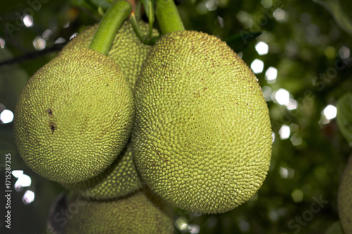 Young jackfruit is still in the tree.
