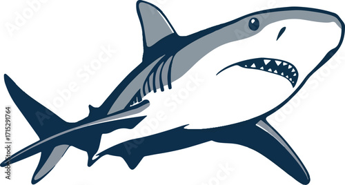 Vector illustration of shark