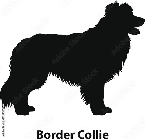 Border collie agile silhouette in focused working dog profile for training clubs and sportswear