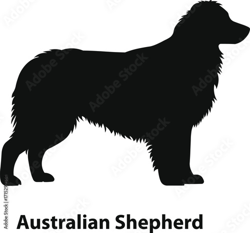 Australian shepherd herding dog silhouette with full coat for ranch branding and outdoor gear