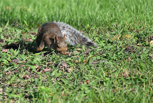 Squirrel in the Grass