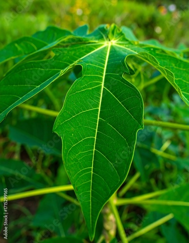 Close-up vibrant green leaf (1)