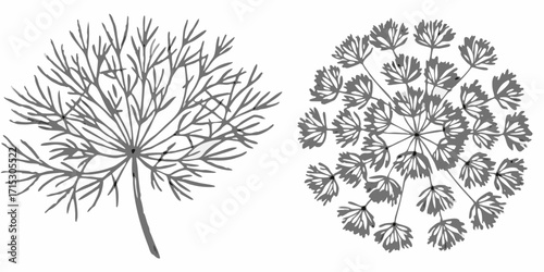 Two botanical illustrations featuring dill plants with delicate leaves and umbel flower structures | editable eps vectors silhouette