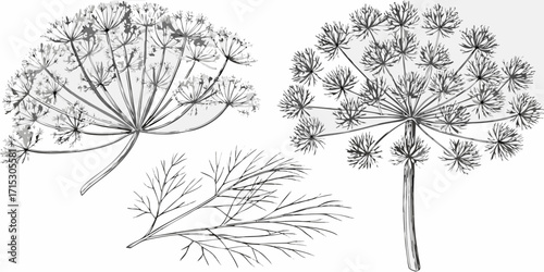 Detailed botanical illustration of dill plants with intricate floral structures and delicate leaves | editable eps vectors silhouette