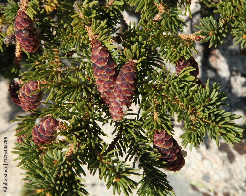Obraz premium Engelmann Spruce (Picea engelmannii) cones in Beartooth Mountains, Montana