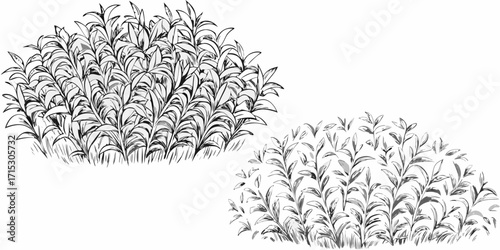 Two monochrome botanical illustration of leafy bushes with detailed line work and shading techniques shown | editable eps vectors silhouette