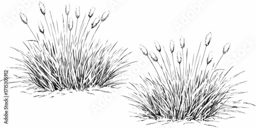 Illustration of two clumps of grass with seed heads in a monochrome style drawing on a white background | editable eps vectors silhouette