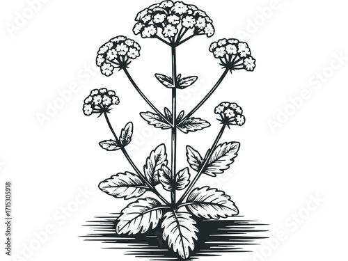 Line drawing of a wild flowering plant with intricate details. Vector hand drawn