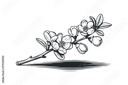 Black ink drawing of blossoming branch with leaves on white. Vector hand drawn
