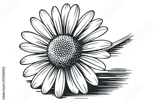 Detailed Outline Daisy Flower Transparent Background. Vector hand drawn