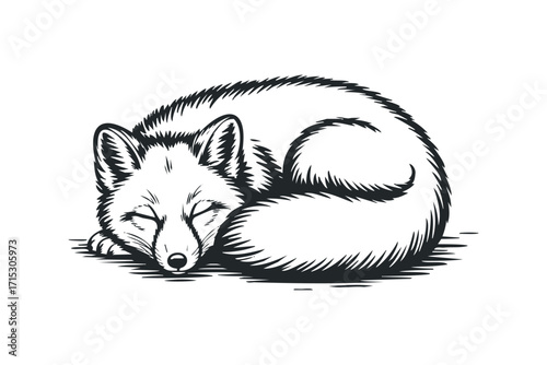 Sleeping fox illustration on transparent. Vector hand drawn