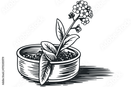 Forget-me-not flower in a pot isolated on white transparent background. Vector hand drawn