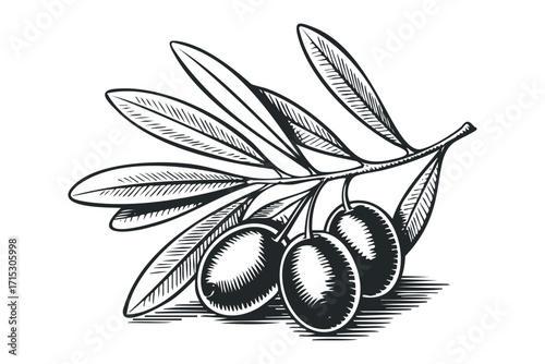 Olive branch with fruit and leaves on transparent background. Vector hand drawn