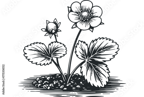 Strawberry plant with flower and berries transparent. Vector hand drawn