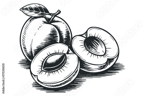 Whole and halved apricot with leaf. Vector hand drawn