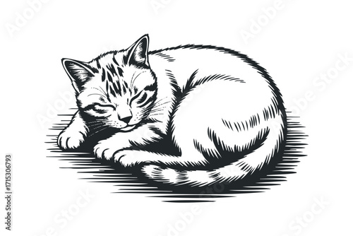 Sleeping cat with tabby markings, isolated on white,. Vector hand drawn