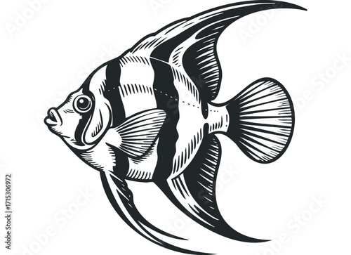 Angelfish profile graphic isolated on white transparency. Vector hand drawn