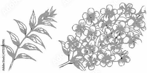 Illustration showing a branch with leaves and a cluster of flowers in a grayscale artistic style | editable eps vectors silhouette