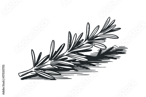 Rosemary sprig sketch with hatching and shadow. Vector hand drawn