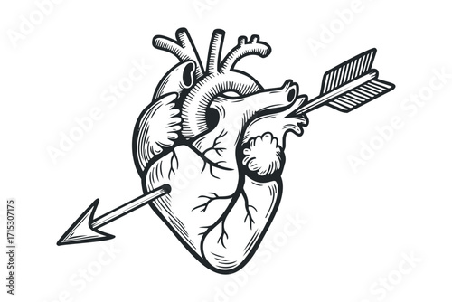 Anatomical Heart with Arrow Image. Vector hand drawn