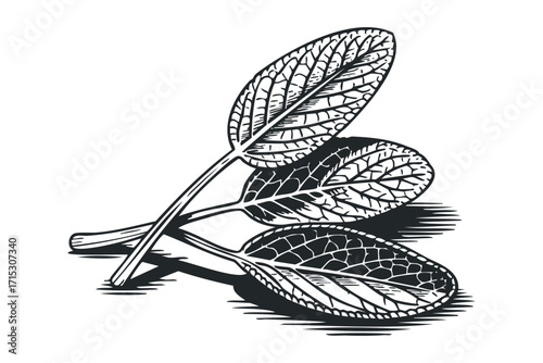 Three Sage Leaves Image Isolated on Transparent Background. Vector hand drawn