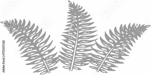 Three fern fronds arranged symmetrically with detailed leaf structures in a grayscale botanical illustration | editable eps vectors silhouette