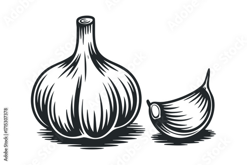 Garlic bulb and clove on transparent background. Vector hand drawn
