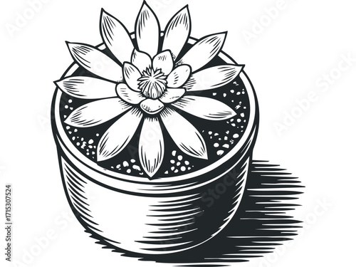 Potted succulent plant with detailed leaves in a hatched pot on transparent background. Vector hand drawn